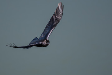 Common Black Raven Flying Over the Canyon Floor