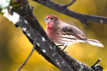House Finch Perched on an Autumn Branch
