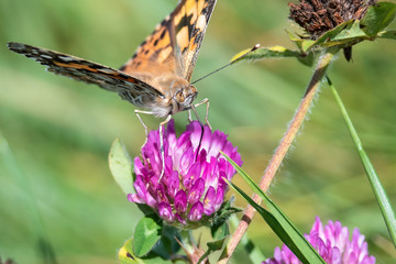 Painted Lady Butterfly Sipping Nectar from the Accommodating Flower