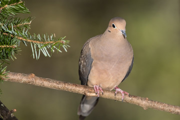 Mourning Dove Resting in an Evergreen Tree