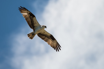 Fototapeta premium Lone Osprey Flying in a Cloudy Blue Sky