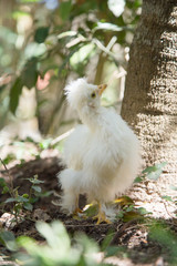 Young Bantam chicken in a backyard garden with grass.