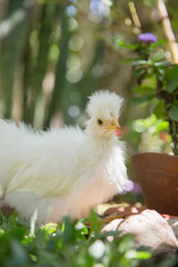 Young Bantam chicken in a backyard garden with grass.