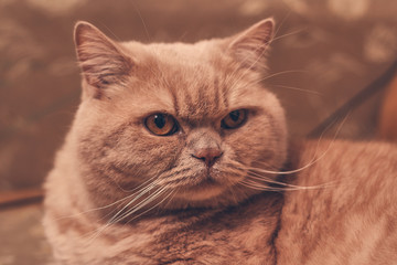 ginger cat stares in surprise. close up