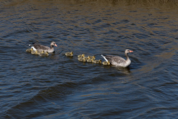 Two geese  (Anser anser) with many gosling - 325431726