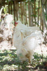 Bantam Rooster in a backyard garden. Bamboo fence in the background.