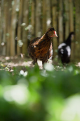 Young Bantam chickens in a backyard garden with grass.