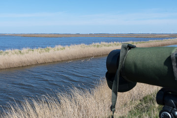 Birding in the bog with spotting scope on a sunny day - 325431979