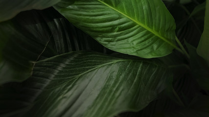 large green smooth leaves of a tropical plant