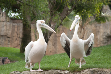 pelicans in zoo