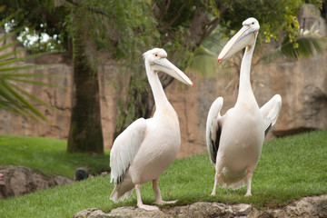 pelicans in zoo