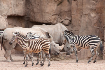 Fototapeta na wymiar zebra and rhinoceros