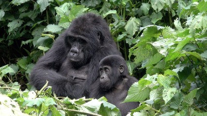 Young Mountain Gorilla with Parents. Uganda