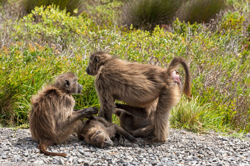 Table Mountain National Park, Cape Peninsula, South Africa. Dec 2019. A family of baboons on the roadside