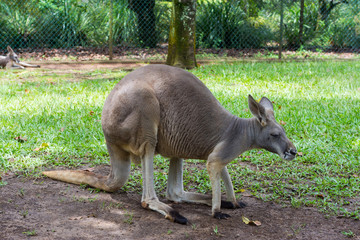 Naklejka na ściany i meble Kangaroo sitting in a park. Queensland. Australia