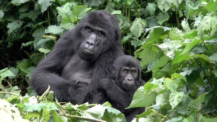 Young Mountain Gorilla with Parents. Uganda