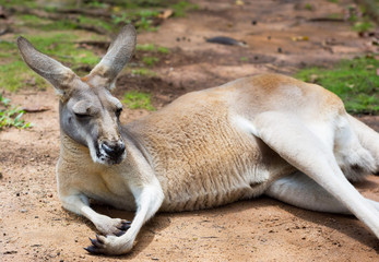 Naklejka na ściany i meble Kangaroo lying down. Chilling Kangaroo. Queensland. Australia