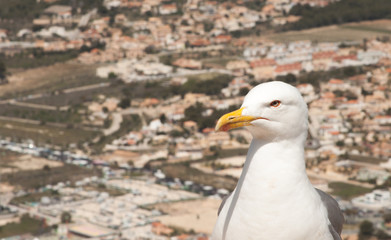 seagull on rock