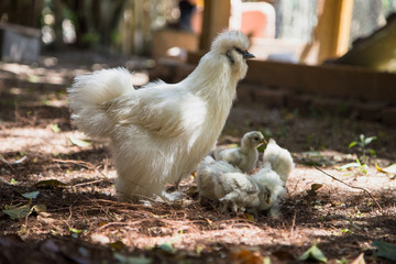 Flock of Newborn Bantam Silkie chicks with their mother in a garden close to a coop