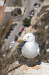 seagull on rock