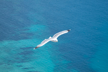 seagull in flight