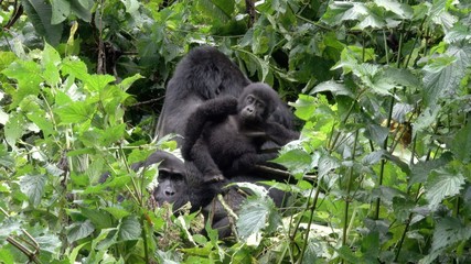 Young Mountain Gorilla with Parents. Uganda