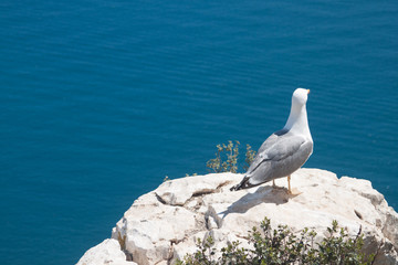 seagull and sea
