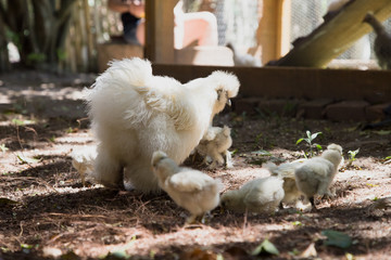 Flock of Newborn Bantam Silkie chicks with their mother in a garden close to a coop