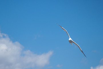 seagull flying in the sky