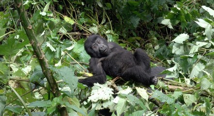 Obraz premium young Mountain Gorilla playing. Uganda