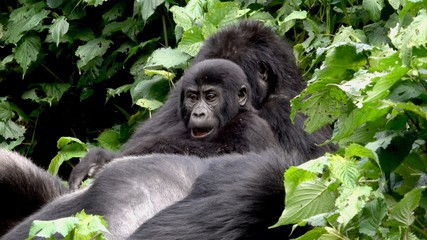Fototapeta premium Young Mountain Gorilla with Parents. Uganda