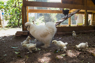 Flock of Newborn Bantam Silkie chicks with their mother in a garden close to a coop