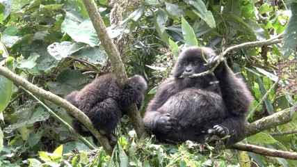 young Mountain Gorilla playing. Uganda