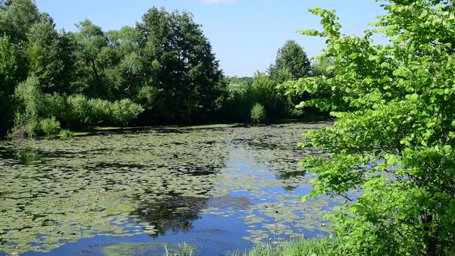 Beautiful summer landscape with river overgrown with water lily leaves