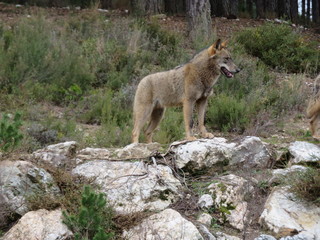 Beautiful images of wolves camping at ease by Mt.