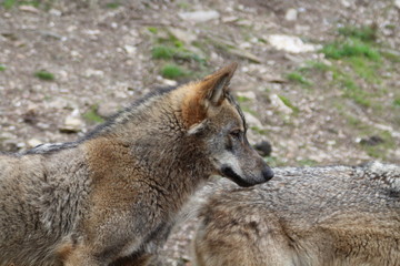 Naklejka na ściany i meble Beautiful iberian wolves in the mount playing in herd preparing the Hunt