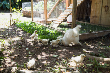 Flock of Newborn Bantam Silkie chickens in a garden close to a coop