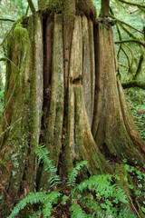 Times Past - Springboard notch in a Western Red Cedar.