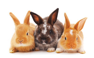 Three little rabbits.