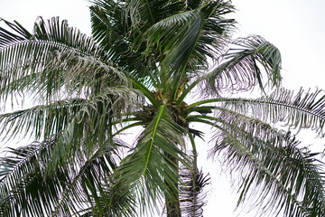 Palm tree on isolated white background