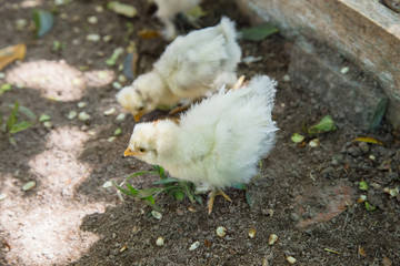 Flock of Newborn Bantam Silkie chicks in a garden.