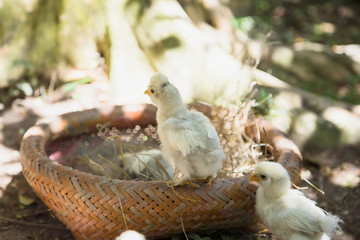 Newborn Bantam Silkie chicks in a nest. 