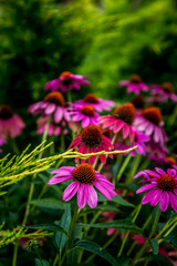 Obraz premium Botanica Gardens