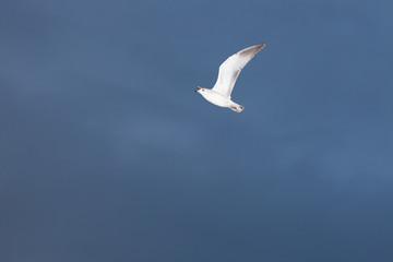 Seagull in Flight Against a Dark Sky