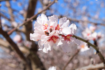 cherry blossom in spring