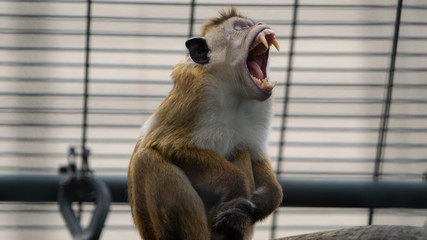 Berberaffe im Berliner Zoo Makakenart