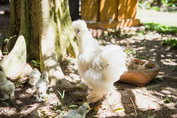 Flock of Newborn Bantam Silkie chicks in a garden with a tree.