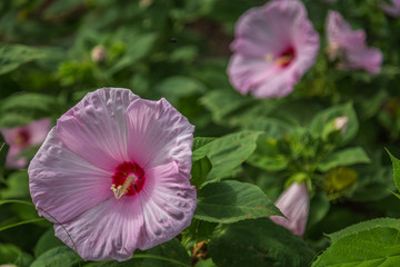 Botanica Gardens