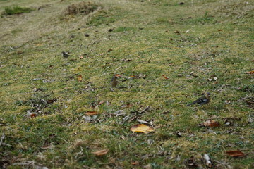 Madeira-Buchfinken im Gras 