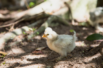 Newborn Bantam Silkie chick in the grass. Backyard chickens